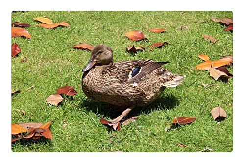 LESGAULEST Doormat Floor Rug/Mat -23.6 x 15.7 inch- - Duck Bird Prato Green Dried Leaves Brown Animal LESGAULEST Doormat Floor Rug/Mat -23.6 x 15.7 inch- - Duck Bird Prato Green Dried Leaves Brown Animal