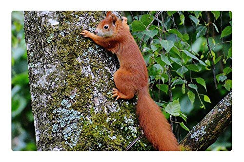 LESGAULEST Doormat Floor Rug/Mat -23.6 x 15.7 inch- - Squirrel Animal Brown Nature Cute Fur Nager Tree 2 LESGAULEST Doormat Floor Rug/Mat -23.6 x 15.7 inch- - Squirrel Animal Brown Nature Cute Fur Nager Tree 2
