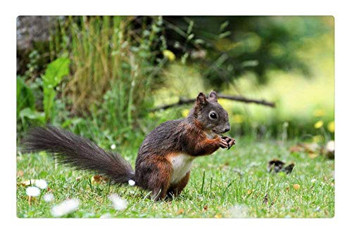 LESGAULEST Doormat Floor Rug/Mat -23.6 x 15.7 inch- - Squirrel Nager Rodent Brown Nut Possierlich Gnaw 14 LESGAULEST Doormat Floor Rug/Mat -23.6 x 15.7 inch- - Squirrel Nager Rodent Brown Nut Possierlich Gnaw 14