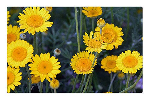 LESGAULEST Doormat Floor Rug/Mat -23.6 x 15.7 inch- - Yellow Flowers Summer Nature Summer Flowers Plant LESGAULEST Doormat Floor Rug/Mat -23.6 x 15.7 inch- - Yellow Flowers Summer Nature Summer Flowers Plant