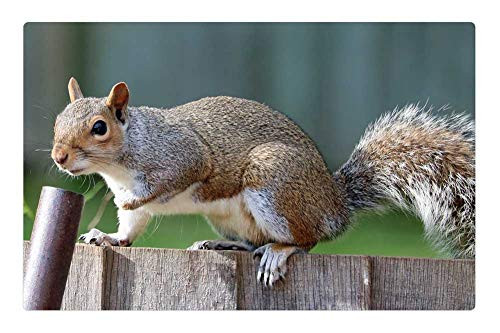 LESGAULEST Doormat Floor Rug/Mat -23.6 x 15.7 inch- - Squirrel Grey Brown Fur Cute Mammal Rodent 5 LESGAULEST Doormat Floor Rug/Mat -23.6 x 15.7 inch- - Squirrel Grey Brown Fur Cute Mammal Rodent 5