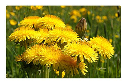 LESGAULEST Doormat Floor Rug/Mat -23.6 x 15.7 inch- - Dandelion Flower Plant Meadow Yellow Green Spring LESGAULEST Doormat Floor Rug/Mat -23.6 x 15.7 inch- - Dandelion Flower Plant Meadow Yellow Green Spring