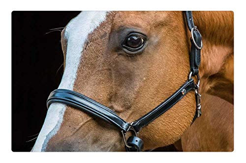 LESGAULEST Doormat Floor Rug/Mat -23.6 x 15.7 inch- - Horse Head Animal Brown Horse Head Pferdeportrait