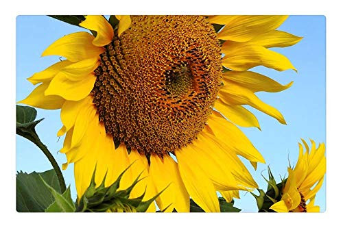 LESGAULEST Doormat Floor Rug/Mat -23.6 x 15.7 inch- - Flower Sun Flower Yellow Nature Blossom Bloom 2 LESGAULEST Doormat Floor Rug/Mat -23.6 x 15.7 inch- - Flower Sun Flower Yellow Nature Blossom Bloom 2