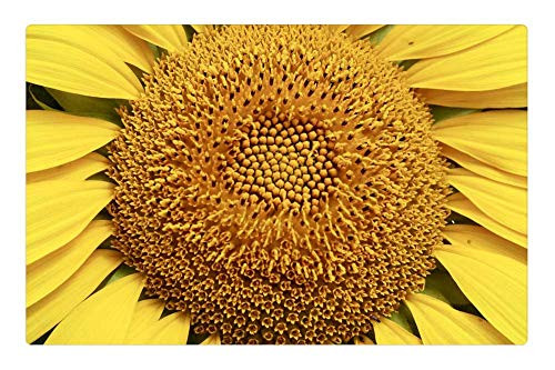 LESGAULEST Doormat Floor Rug/Mat -23.6 x 15.7 inch- - Sun Flower Flower Yellow Blossom Bloom Summer LESGAULEST Doormat Floor Rug/Mat -23.6 x 15.7 inch- - Sun Flower Flower Yellow Blossom Bloom Summer