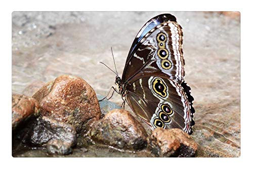 LESGAULEST Doormat Floor Rug/Mat -23.6 x 15.7 inch- - Butterfly Insect Wing Fly Animal Black Brown
