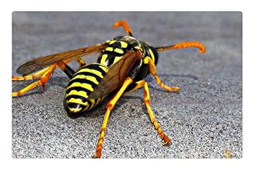 LESGAULEST Doormat Floor Rug/Mat -23.6 x 15.7 inch- - Insect Strips Yellow Nature Meadow