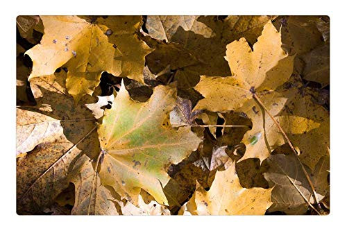 LESGAULEST Doormat Floor Rug/Mat -23.6 x 15.7 inch- - Maple Autumn Leaf Yellow Green Brown Leaves LESGAULEST Doormat Floor Rug/Mat -23.6 x 15.7 inch- - Maple Autumn Leaf Yellow Green Brown Leaves