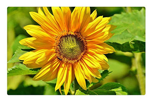 LESGAULEST Doormat Floor Rug/Mat -23.6 x 15.7 inch- - Sun Flower Bee Summer Garden Blossom Bloom Yellow LESGAULEST Doormat Floor Rug/Mat -23.6 x 15.7 inch- - Sun Flower Bee Summer Garden Blossom Bloom Yellow