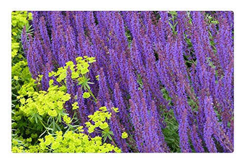 LESGAULEST Doormat Floor Rug/Mat -23.6 x 15.7 inch- - Garden Flowers Purple Yellow Summer Bloom Plant LESGAULEST Doormat Floor Rug/Mat -23.6 x 15.7 inch- - Garden Flowers Purple Yellow Summer Bloom Plant