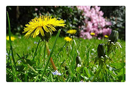 LESGAULEST Doormat Floor Rug/Mat -23.6 x 15.7 inch- - Meadow Dandelion Garden Plant Yellow LESGAULEST Doormat Floor Rug/Mat -23.6 x 15.7 inch- - Meadow Dandelion Garden Plant Yellow
