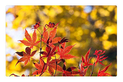 LESGAULEST Doormat Floor Rug/Mat -23.6 x 15.7 inch- - Maple Autumn Leaf Red Yellow Leaves Coloring LESGAULEST Doormat Floor Rug/Mat -23.6 x 15.7 inch- - Maple Autumn Leaf Red Yellow Leaves Coloring