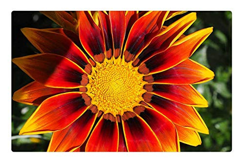 LESGAULEST Doormat Floor Rug/Mat -23.6 x 15.7 inch- - Gazanie Blossom Bloom Flower Yellow Red Gazania LESGAULEST Doormat Floor Rug/Mat -23.6 x 15.7 inch- - Gazanie Blossom Bloom Flower Yellow Red Gazania