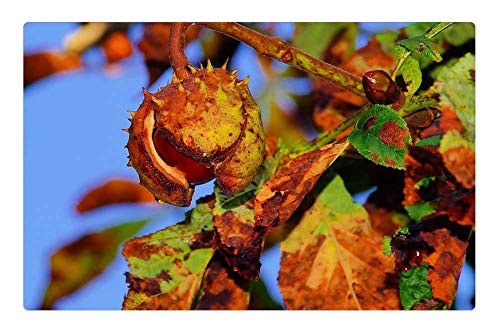 LESGAULEST Doormat Floor Rug/Mat -23.6 x 15.7 inch- - Chestnut Autumn Chestnut Tree Ripe Brown Prickly