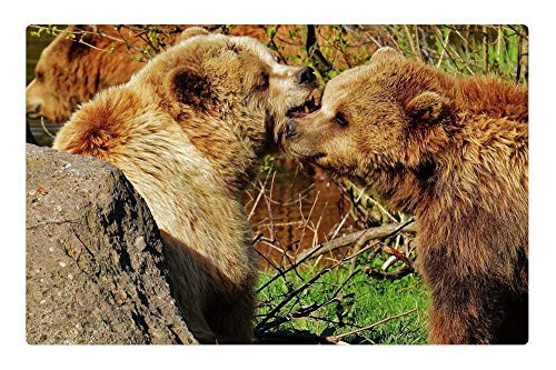 LESGAULEST Doormat Floor Rug/Mat -23.6 x 15.7 inch- - Bear Wildpark Poing Play Brown Bear Wild Animal 2
