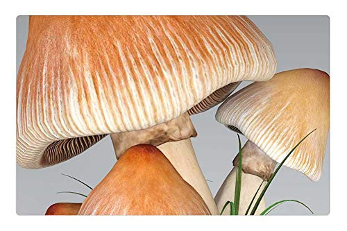 LESGAULEST Doormat Floor Rug/Mat -23.6 x 15.7 inch- - Mushroom Forest Nature Autumn Moist Macro Brown LESGAULEST Doormat Floor Rug/Mat -23.6 x 15.7 inch- - Mushroom Forest Nature Autumn Moist Macro Brown