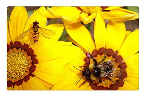 LESGAULEST Doormat Floor Rug/Mat -23.6 x 15.7 inch- - Blossom Bloom Yellow Garden Summer Insect Flower LESGAULEST Doormat Floor Rug/Mat -23.6 x 15.7 inch- - Blossom Bloom Yellow Garden Summer Insect Flower