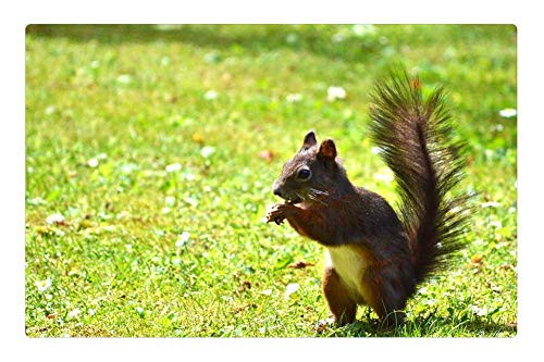 LESGAULEST Doormat Floor Rug/Mat -23.6 x 15.7 inch- - Squirrel Nager Rodent Brown Nut Possierlich Gnaw 1 LESGAULEST Doormat Floor Rug/Mat -23.6 x 15.7 inch- - Squirrel Nager Rodent Brown Nut Possierlich Gnaw 1
