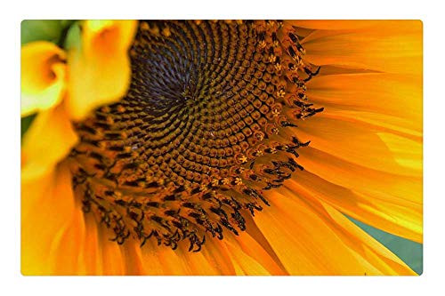 LESGAULEST Doormat Floor Rug/Mat -23.6 x 15.7 inch- - Sunflower Yellow Flower Summer Yellow Flower LESGAULEST Doormat Floor Rug/Mat -23.6 x 15.7 inch- - Sunflower Yellow Flower Summer Yellow Flower