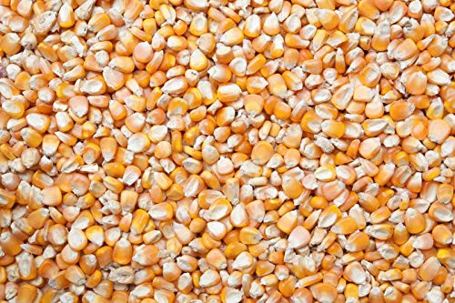 Heirloom Yellow Field Corn Seed -1 LB- Heirloom Yellow Field Corn Seed -1 LB-