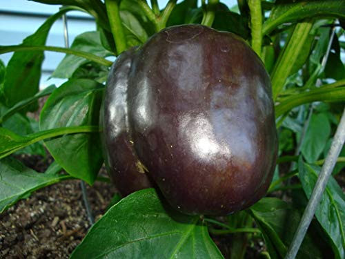 30 Chocolate Beauty Bell Pepper Sweet Brown Capsicum Annuum Vegetable -VRZP- ct Can Grow in Pot