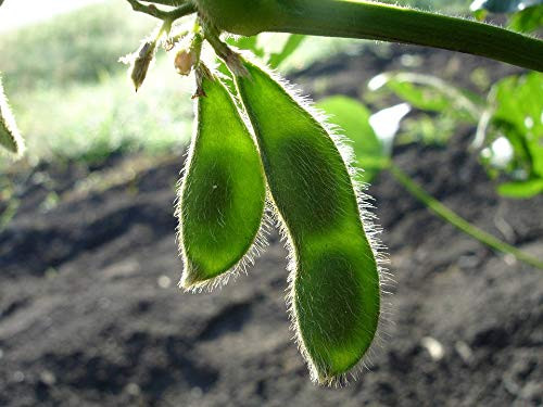 20 Buttery Edamame TOHYA Soybean Pale Green Glycine Max Soy Bean Vegetable -ALYFP- ct Can Grow in Pot