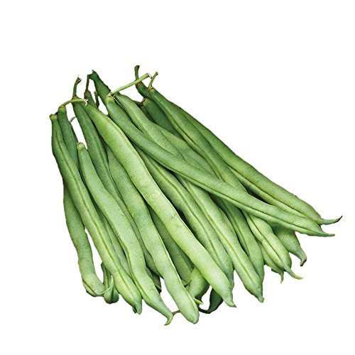 Burpee Big Kahuna Bush Bean Seeds 8 ounces of seed