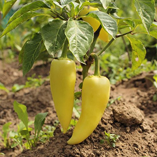 Hungarian Yellow Wax Sweet Pepper Garden Seeds - 1 oz - Non-GMO Heirloom - Vegetable Gardening Seeds by Mountain Valley Seed