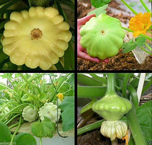 100 Patty Pan Squash -Scallop- SUMMER SQUASHScallop Yellow Bush Squash Seed