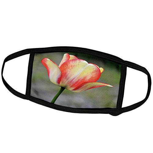 3dRose Colored Tulip - Yellow and Pink Tulip Flower - Photography - Face Covers -fc_49795_2- 3dRose Colored Tulip - Yellow and Pink Tulip Flower - Photography - Face Covers -fc_49795_2-