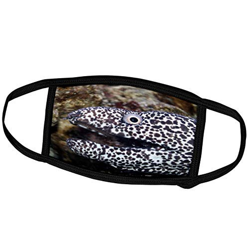 3dRose Susans Zoo Crew Animals Aquatic - Spotted EEL Right Side - Face Covers -fc_156274_1-