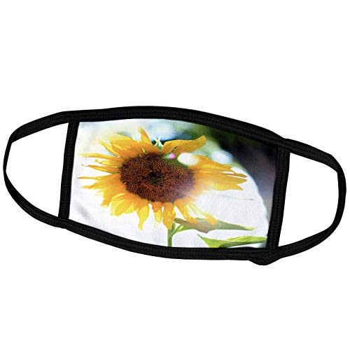3dRose Photograph of a Yellow Sunflower Growing Underneath Our Oak Tree. - Face Covers -fc_295277_2- 3dRose Photograph of a Yellow Sunflower Growing Underneath Our Oak Tree. - Face Covers -fc_295277_2-