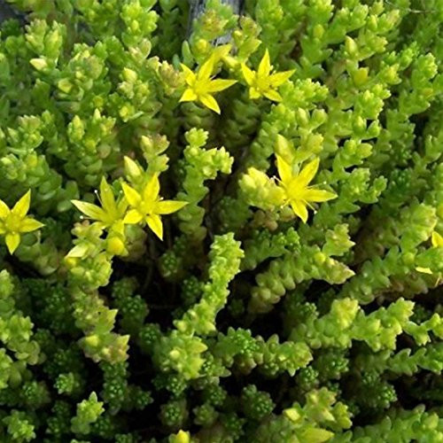 Sedum Seeds - Acre Golden Carpet - 1000 Seeds - Bright Yellow Flowers - Perennial Decorative Groundcover House Plant - Flower Garden - Sedum spurium Sedum Seeds - Acre Golden Carpet - 1000 Seeds - Bright Yellow Flowers - Perennial Decorative Groundcover House Plant - Flower Garden - Sedum spurium