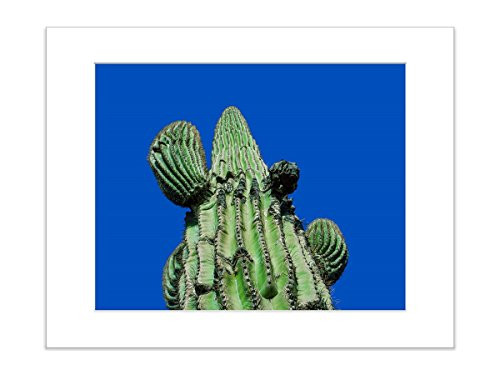 Arizona Desert Saguaro Cactus Southwestern Wall Art Green Botanical Kitchen Decor 8x10 Inches matted to 11x14