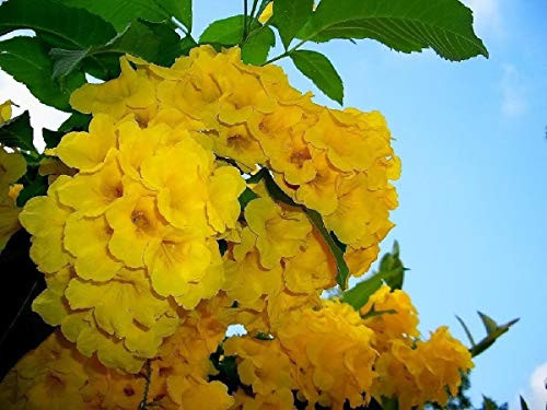Tecoma stans 40 Seeds Yellow Bells Esperanza Flower Trumpetbush Flower Seeds Tecoma stans 40 Seeds Yellow Bells Esperanza Flower Trumpetbush Flower Seeds