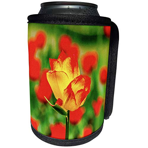 3dRose Alexis Photography - Flowers Tulip - Double headed yellow tulip on a sunlit flowerbed - Can Cooler Bottle Wrap -cc_273888_1- 3dRose Alexis Photography - Flowers Tulip - Double headed yellow tulip on a sunlit flowerbed - Can Cooler Bottle Wrap -cc_273888_1-