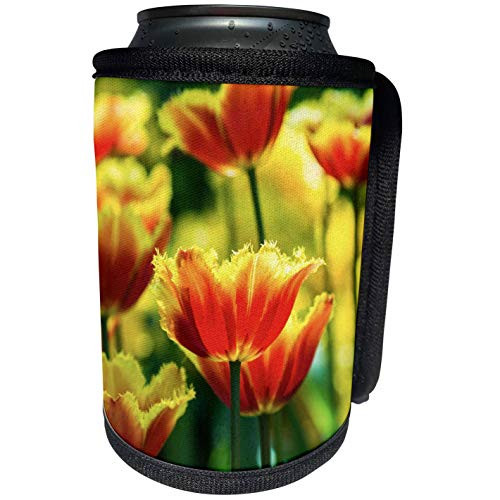 3dRose Alexis Photography - Flowers Tulips - Yellow and red parrot tulip flowers green yellow sunlit backdrop - Can Cooler Bottle Wrap -cc_288831_1- 3dRose Alexis Photography - Flowers Tulips - Yellow and red parrot tulip flowers green yellow sunlit backdrop - Can Cooler Bottle Wrap -cc_288831_1-