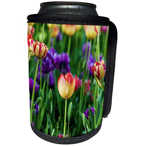 3dRose Alexis Photography - Flowers Tulip - Yellow tulips on a sunlit green flowerbed. Spring blossoms - Can Cooler Bottle Wrap -cc_273890_1- 3dRose Alexis Photography - Flowers Tulip - Yellow tulips on a sunlit green flowerbed. Spring blossoms - Can Cooler Bottle Wrap -cc_273890_1-