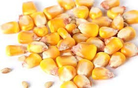 Yellow Heirloom Field Corn Seed -1 1LB-