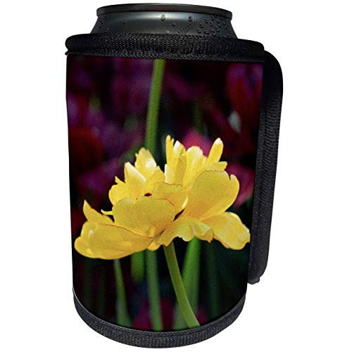3dRose Alexis Photography - Flowers Tulips - Yellow parrot tulip flower against the green and purple background - Can Cooler Bottle Wrap -cc_288346_1- 3dRose Alexis Photography - Flowers Tulips - Yellow parrot tulip flower against the green and purple background - Can Cooler Bottle Wrap -cc_288346_1-