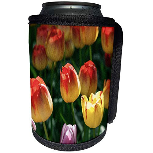 3dRose Alexis Photography - Flowers Tulip 3 - Sunlit yellow red and purple tulip flowers. Joy of spring - Can Cooler Bottle Wrap -cc_276013_1- 3dRose Alexis Photography - Flowers Tulip 3 - Sunlit yellow red and purple tulip flowers. Joy of spring - Can Cooler Bottle Wrap -cc_276013_1-