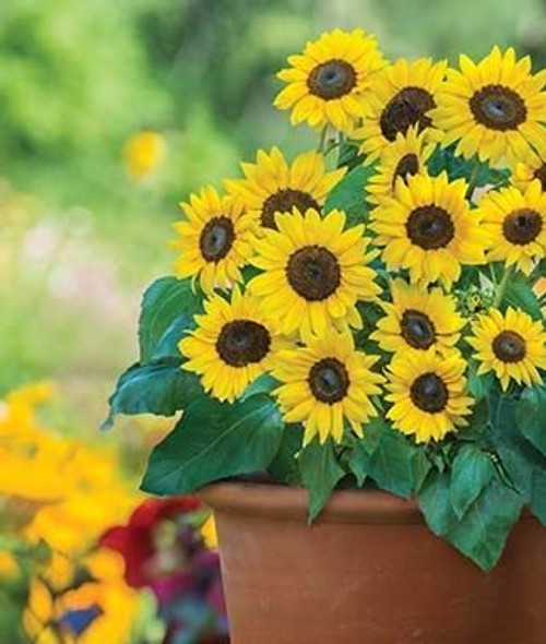 Rare Mini Sunflower Dwarf Plants Sunray Yellow Hybrid Easy to Grow Exotic Flower Seeds Hardy Perennial Garden 100pcs