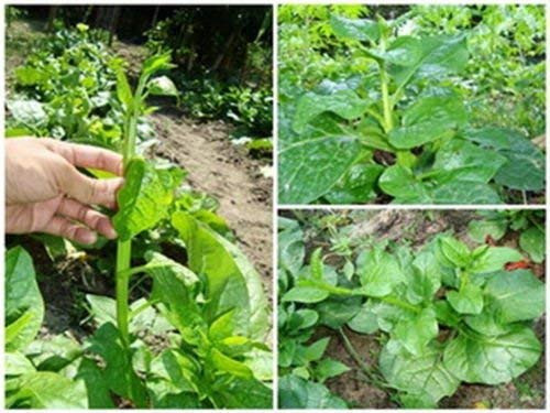 ?100pcs Seeds? 100 Seeds of  Ceylon Spinach  Malabar Green  Malabar Spinach