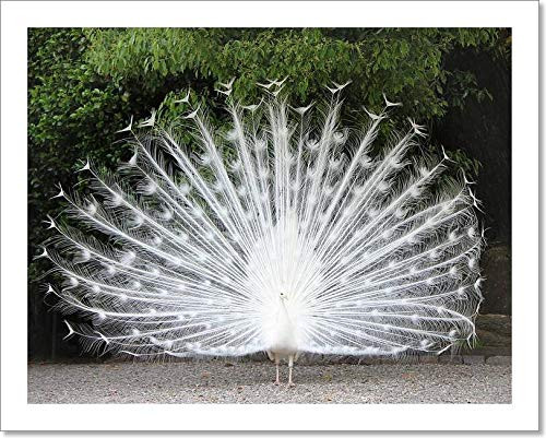Barewalls Beautiful White Peacock Paper Print Wall Art -8in. x 10in.-