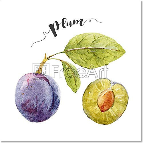 Watercolor Hand Drawn Plum Paper Print Wall Art -8in. x 8in.-
