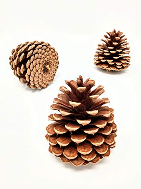 Unscented Pine Cones Large for Crafts - 12 Pinecones Bulk - Natural Ponderosa Pine Cone Unscented Pine Cones Large for Crafts - 12 Pinecones Bulk - Natural Ponderosa Pine Cone
