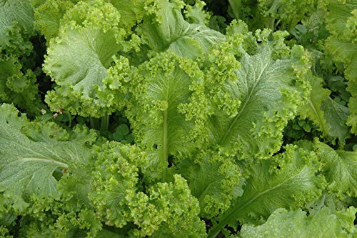 Mustard Seed Green Wave Mustard Seeds Fresh jocad -1200 Plus Seed-