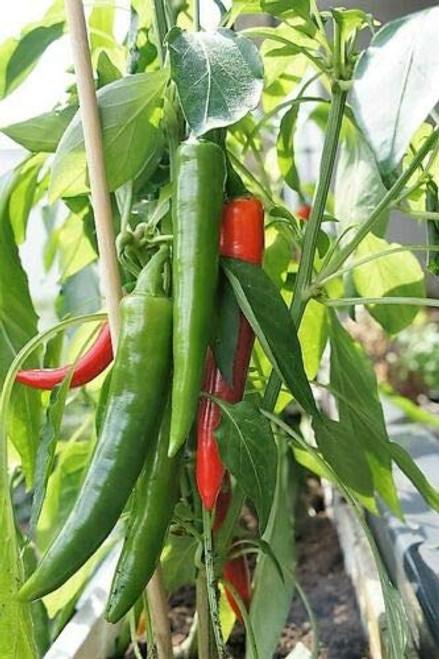 Korean Dark Green Pepper Hot Chili Long Red Capsicum Annuum Vegetable rasa2a2c - 25 Seeds-
