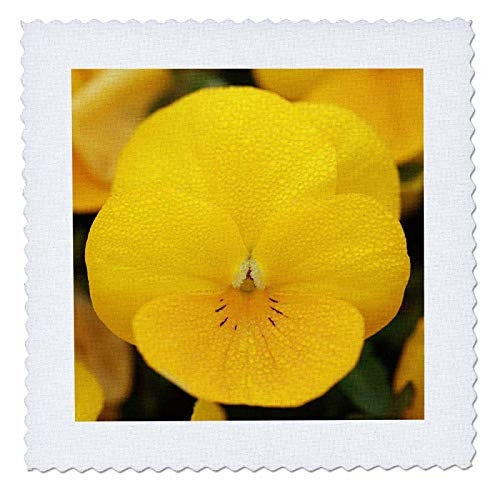 3dRose Macro photograph of a yellow viola flower. - Quilt Squares -qs_335426_1- 3dRose Macro photograph of a yellow viola flower. - Quilt Squares -qs_335426_1-