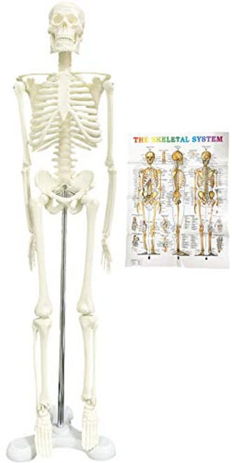 Mini Skeleton - Human Skeleton Model for Anatomy Anatomical Skeleton Human Skeleton Anatomy Skeleton Model 17in